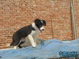 娱乐吃瓜酱牧羊犬